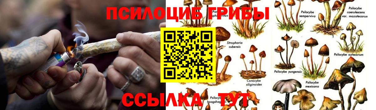 Галлюциногенные грибы GOLDEN TEACHER  цена   Тулун 